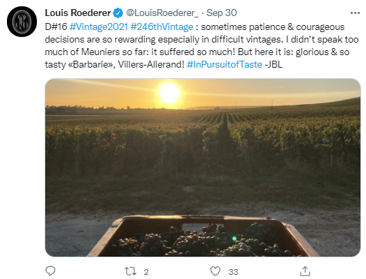 Louis Roederer harvest sunrise