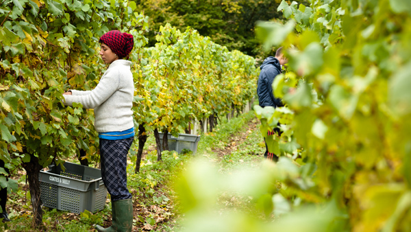 Harvest 2017: A guide to the Northern Hemisphere