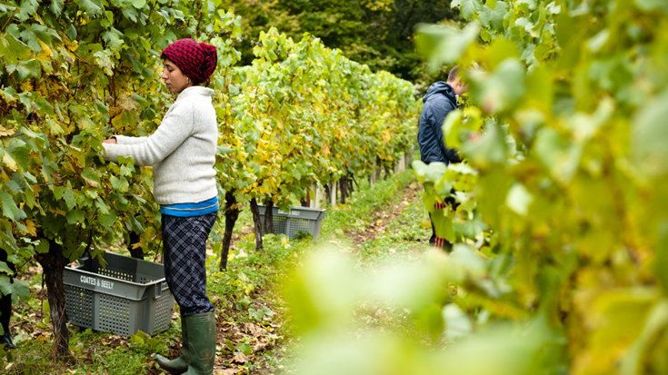 Harvest 2017: A guide to the Northern Hemisphere