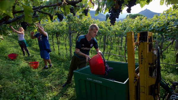 Harvest 2017: Italy