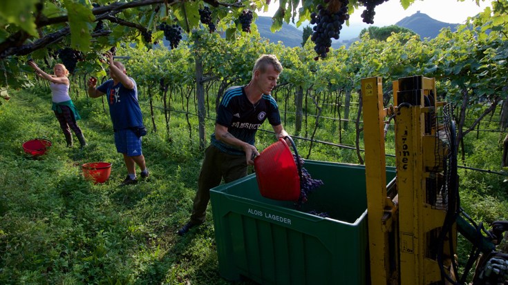 Harvest 2017: Italy