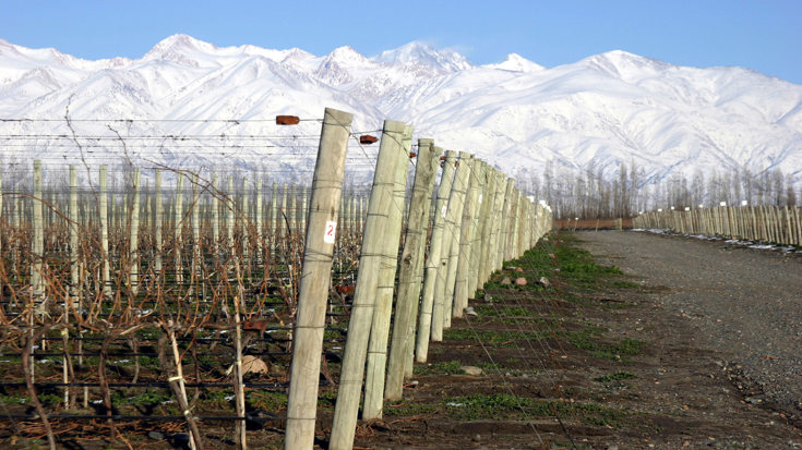 Seriously cool: the allure of cool-climate wine