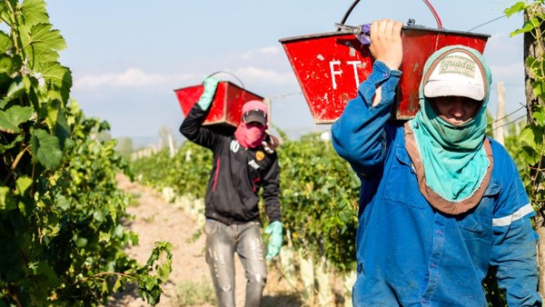 Harvest 2017: Argentina