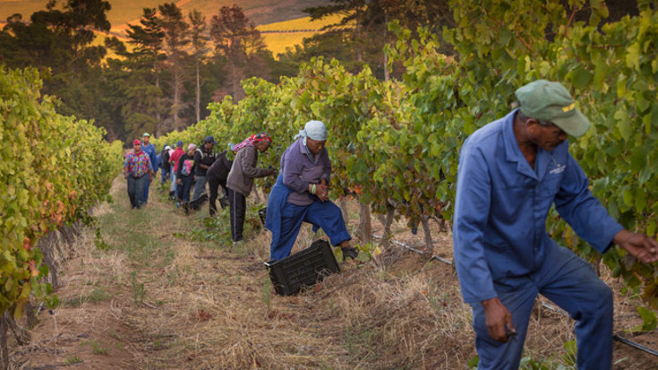 Harvest 2017: South Africa