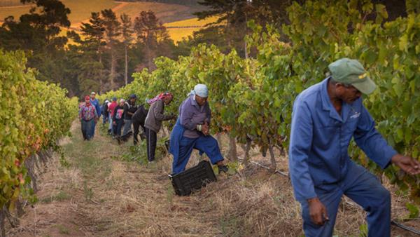 Harvest 2017: South Africa