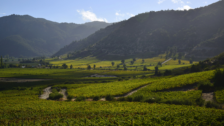 Harvest 2018: Chile