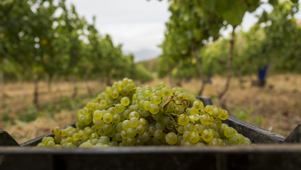 Harvest 2018: South Africa