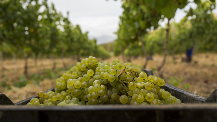 Harvest 2018: South Africa