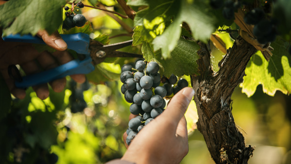 Harvest 2018: Argentina