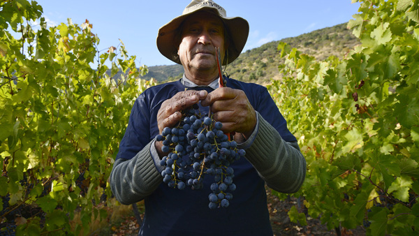 Harvest 2018: The Southern Hemisphere