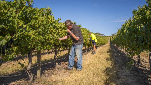 Harvest 2018: Australia