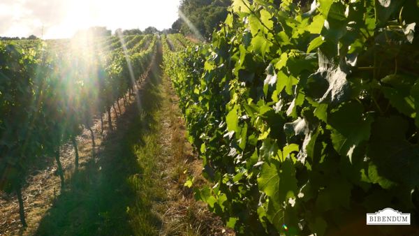 Winemaking at Coates & Seely