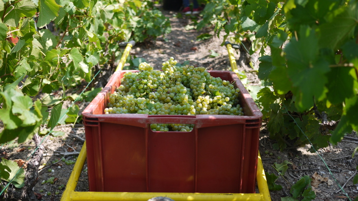 Harvest 2018: France