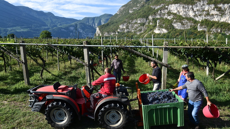 Harvest 2018: Italy