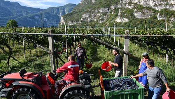 Harvest 2018: Italy