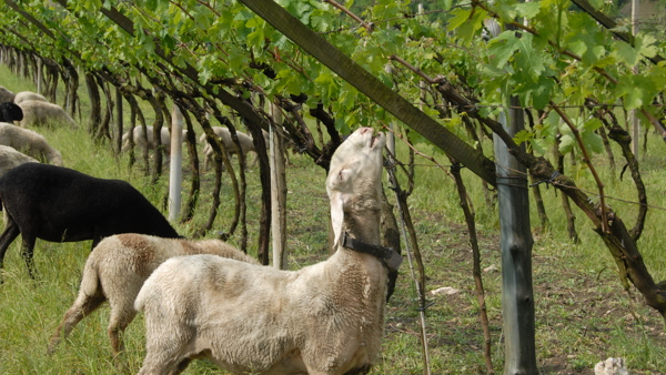 Mindful Winemaking