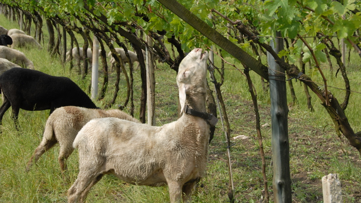 Mindful Winemaking