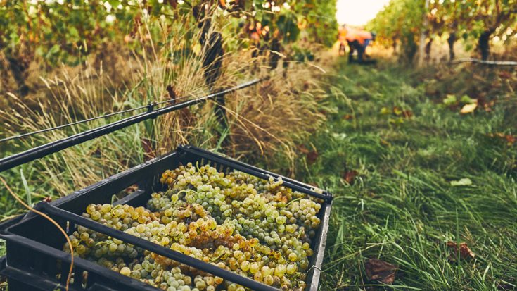 Harvest 2019: New Zealand