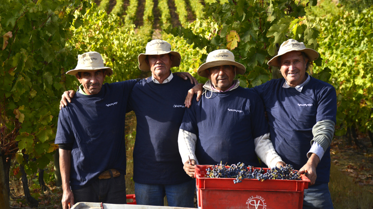 Harvest 2019: Chile