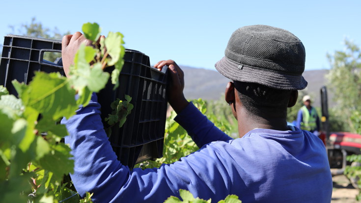 Harvest 2019: The Southern Hemisphere