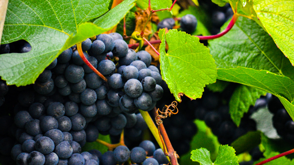 Harvest 2019: England