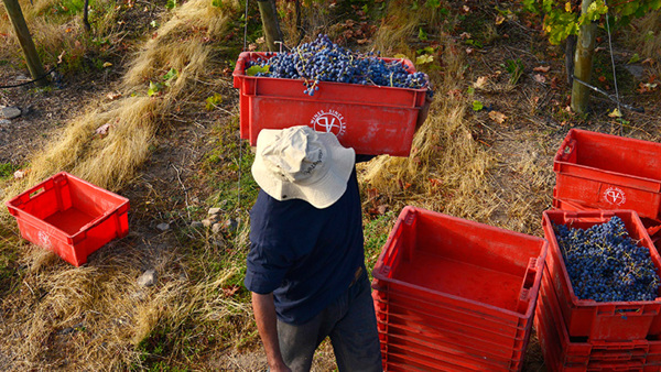 Southern Hemisphere Harvest 2020: Live