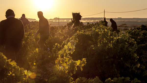 Harvest 2019: Spain and Portugal