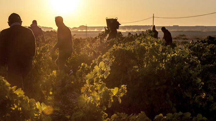 Harvest 2019: Spain and Portugal