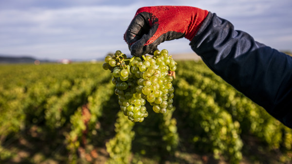 Harvest 2019: France