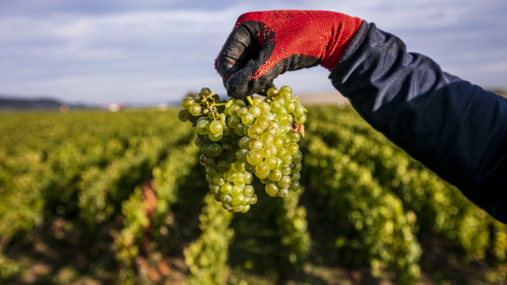 Harvest 2019: France