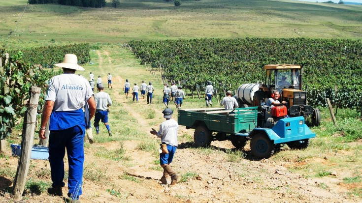 Harvest 2022: Brazil