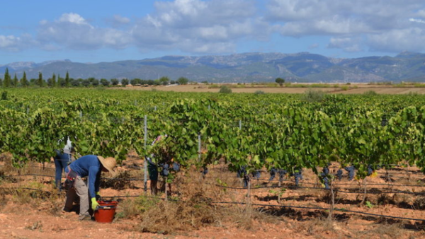 Harvest 2022: Uruguay