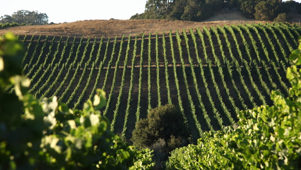 Truchard: Why Carneros is Chardonnay country