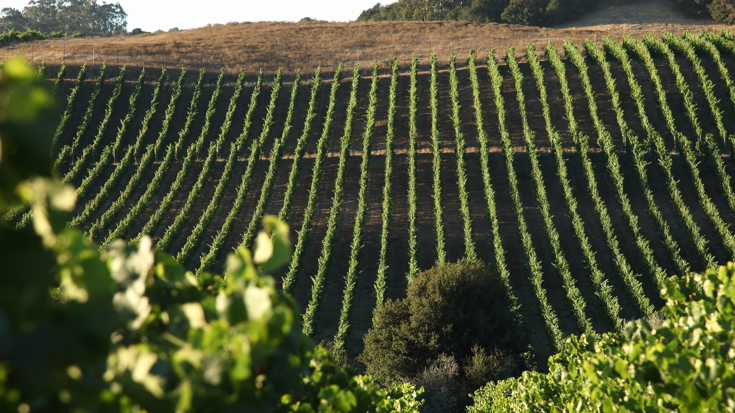 Truchard: Why Carneros is Chardonnay country