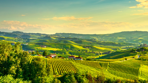 The Evolution of Italian Fine Wine