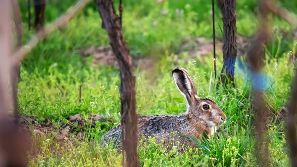 Mindful Winemaking – The Lowdown