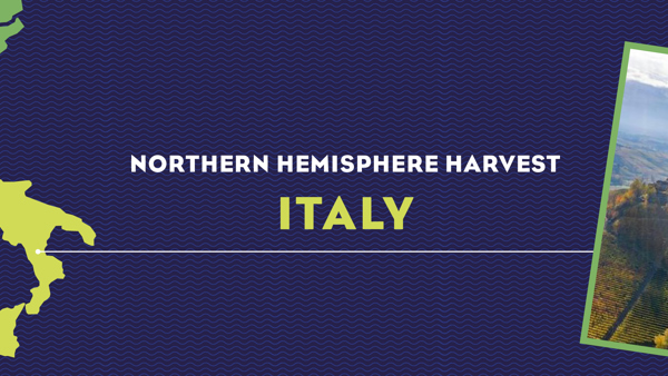 Harvest Report 2022: Italy