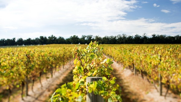 Bibendum's Sustainable Wine Roundtable membership