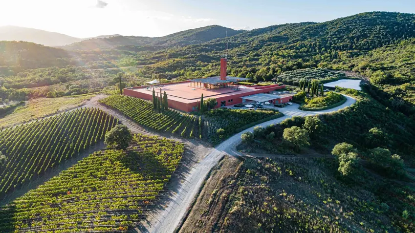 The vineyards of Rocca di Frassinello